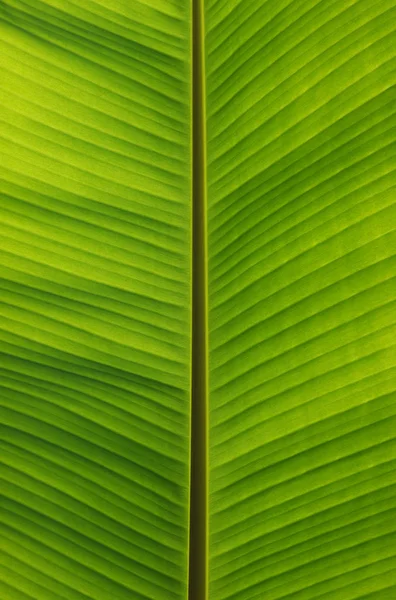 Texture des feuilles vertes — Photo