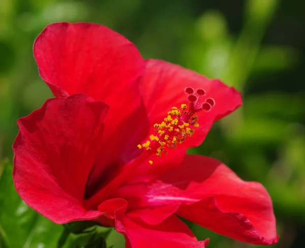 Op een groene bloem — Stockfoto