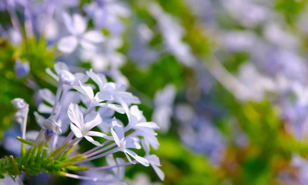 Flower on a green — Stock Photo, Image