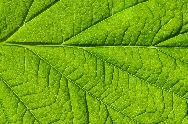 Textura de folha verde — Fotografia de Stock