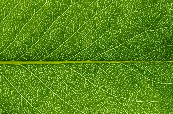 Textura de folha verde — Fotografia de Stock