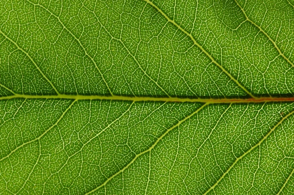 Textura de folha verde — Fotografia de Stock