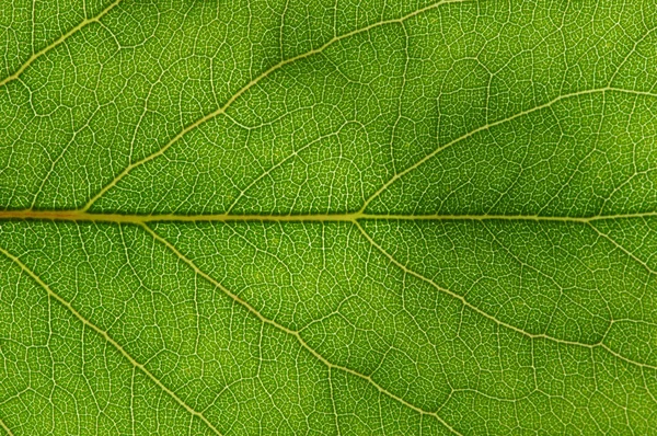 Green leaf texture — Stock Photo, Image