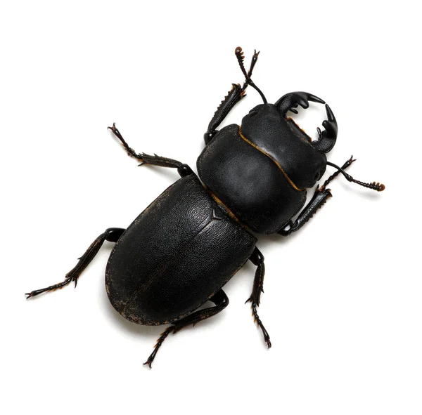 白底黑甲虫 — 图库照片