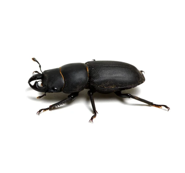 Чёрный жук на белом — стоковое фото