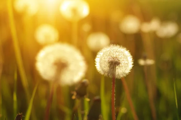 Denti di leone al sole — Foto Stock