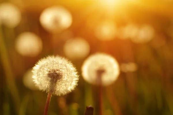 Denti di leone al sole — Foto Stock