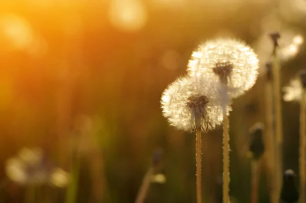 Dandelions in the sun — Stock Photo, Image
