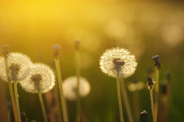 Dandelions in the sun — Stock Photo, Image