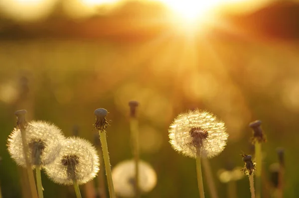 Löwenzahn in der Sonne — Stockfoto