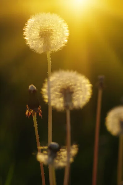 Dandelions in the sun — Stock Photo, Image