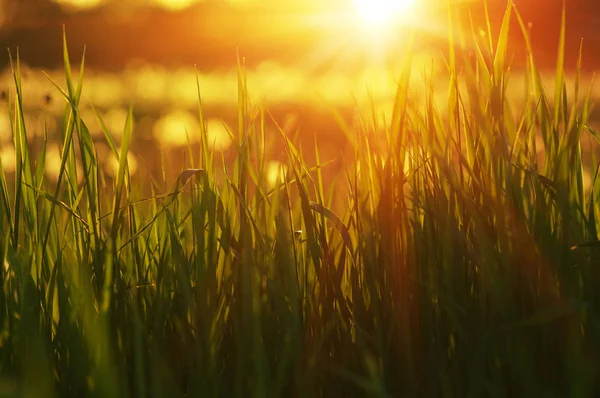 Green grass background — Stock Photo, Image