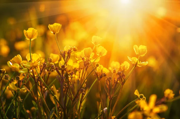 Champ de fleurs de printemps — Photo