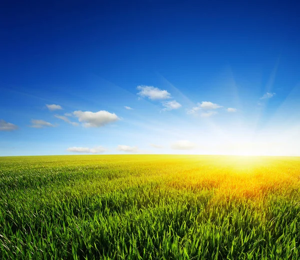 Field and sun — Stock Photo, Image