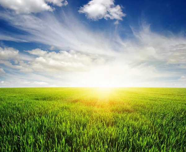 Field and sun — Stock Photo, Image