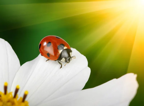 Joaninha e flor — Fotografia de Stock