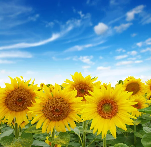 Sunflowers field on sky — Stock Photo, Image