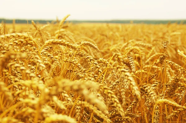 Campo di grano su sole — Foto Stock