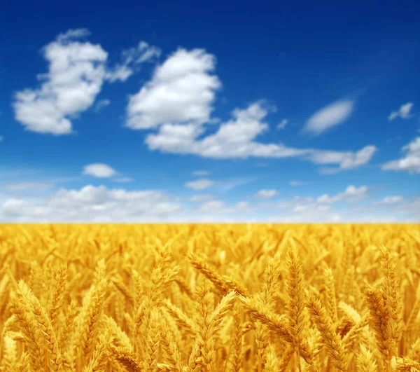 Campo di grano e cielo — Foto Stock