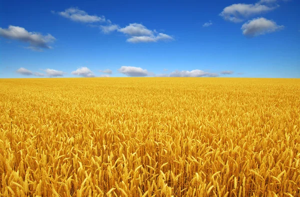 Campo de trigo y cielo — Foto de Stock