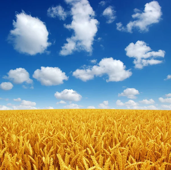 Campo de trigo e céu — Fotografia de Stock