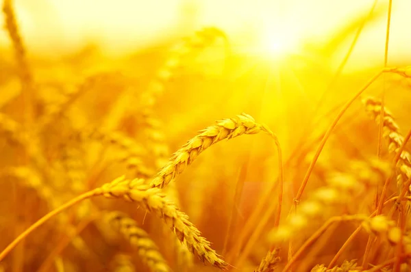 Weizenfeld an der Sonne — Stockfoto