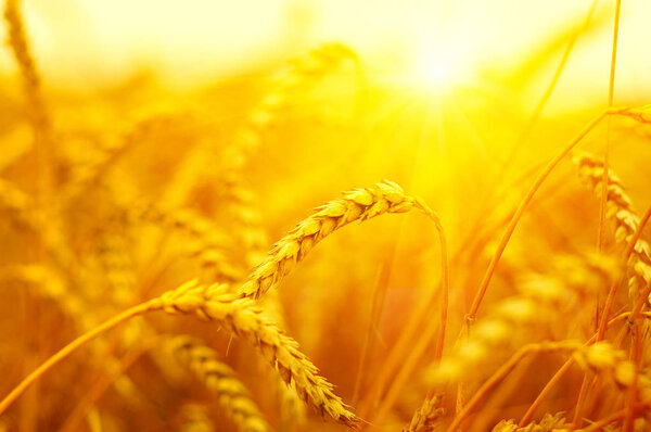  Пшеничное поле на солнце
