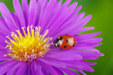 uğur böceği ve çiçek 