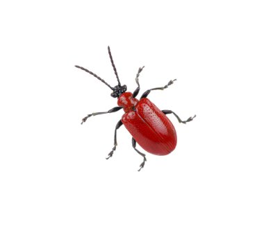 bir beyaz üzerine kırmızı beetle