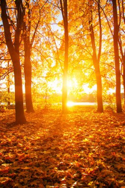 Sonbaharda dökülen yapraklar 