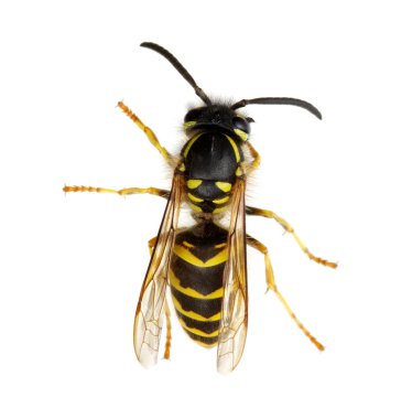 Eşek arısı beyaz üzerine izole