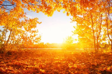  Güneş ışınları ile sonbahar ağaçlar 
