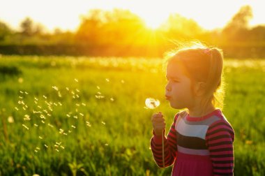 Kız üfleme karahindiba 