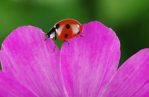 Mariquita y flor — Foto de Stock