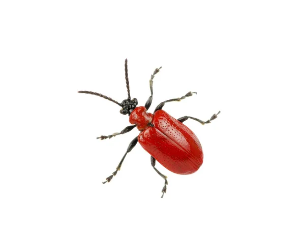 Bir beyaz üzerine kırmızı beetle — Stok fotoğraf