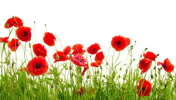 Red poppies on white — Stock Photo, Image