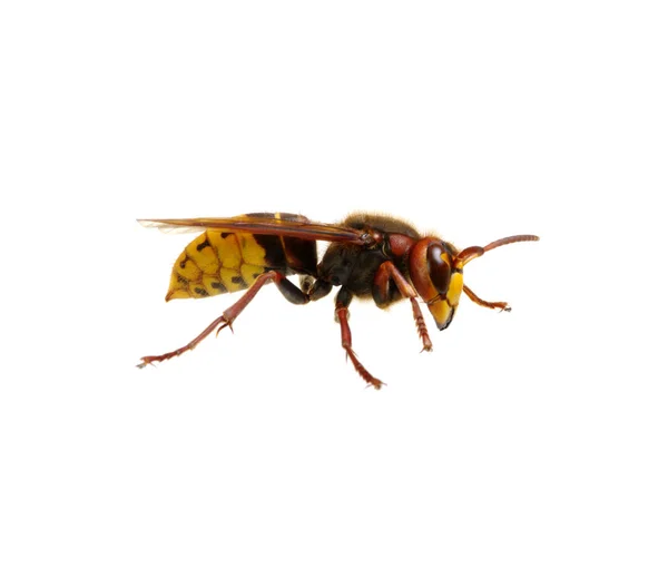 Hornet isolated on white — Stock Photo, Image