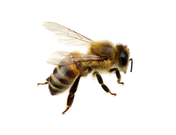 Bee on the white — Stock Photo, Image