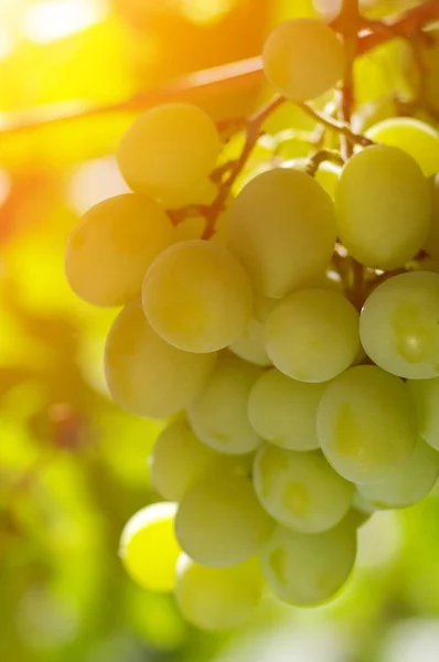 grapes on the vine