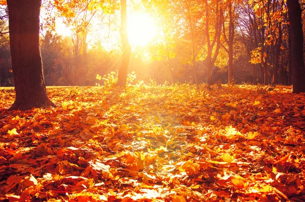 Podzimní stromy s paprsky slunce — Stock fotografie