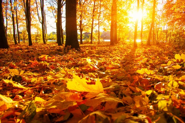 Осенние деревья с солнечными лучами — стоковое фото