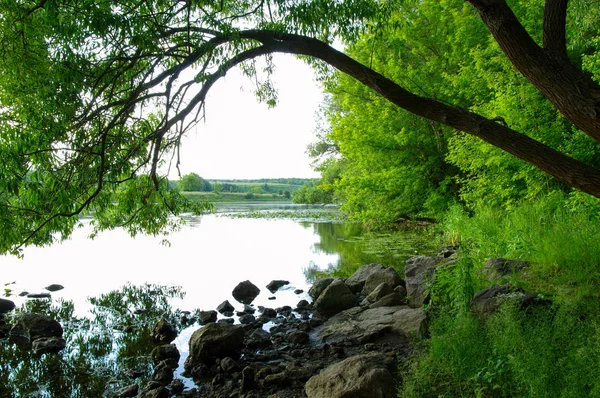 Stromy a řeka — Stock fotografie
