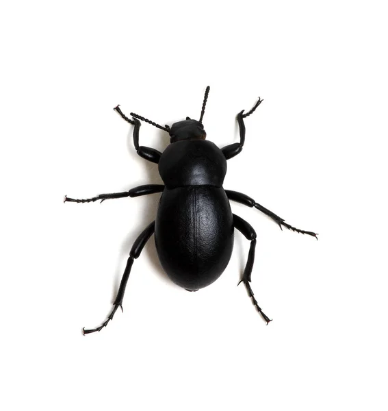 Escarabajo negro sobre blanco —  Fotos de Stock