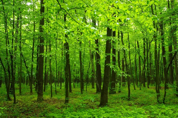 Hermoso bosque verde —  Fotos de Stock