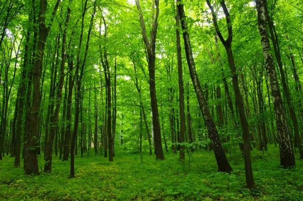 Vacker grön skog — Stockfoto