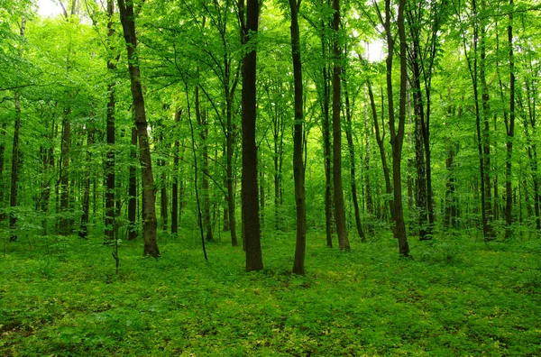 Bela floresta verde — Fotografia de Stock