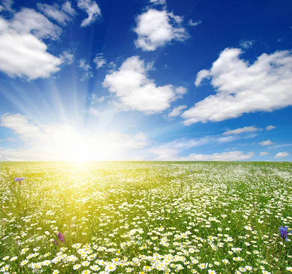 Field of daisies Stock Photo