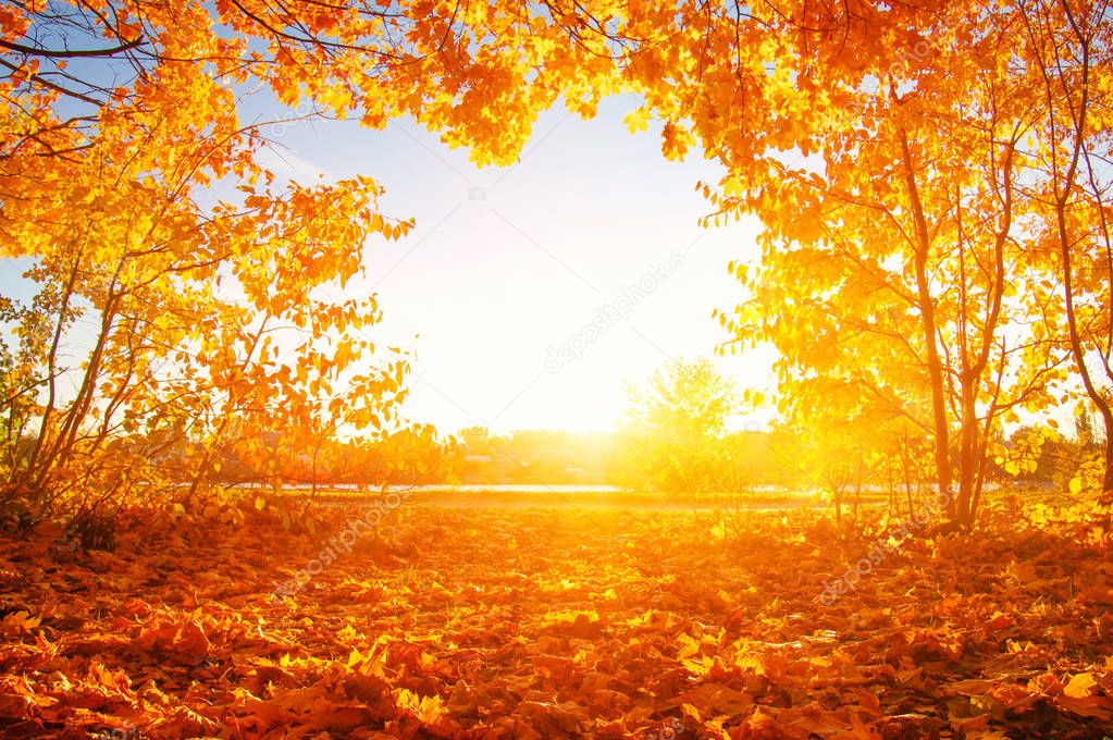  autumn trees with the sun rays 
