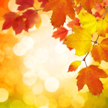  sonbahar yaprakları ile şube 