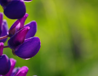 Yeşil arkaplanda çiçek